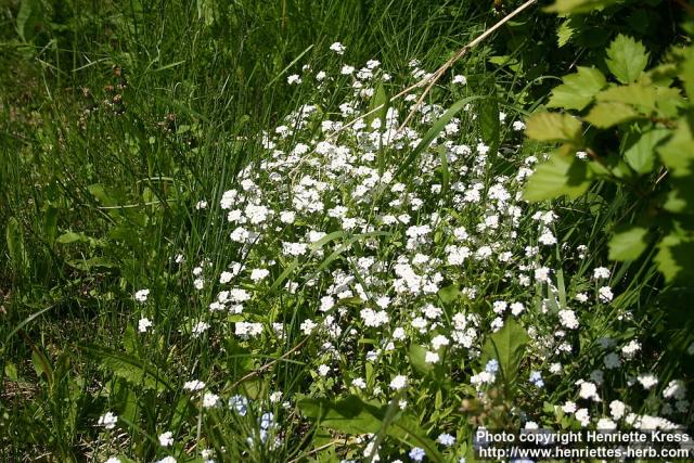 Photo: Myosotis arvensis 7.