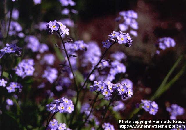 Photo: Myosotis arvensis 1.