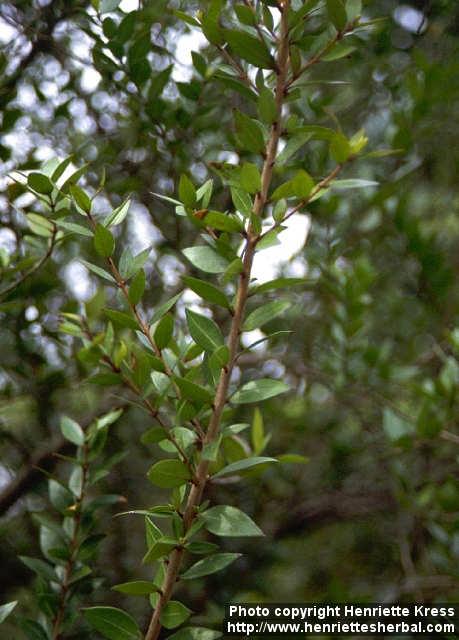 Photo: Myrtus communis 4.