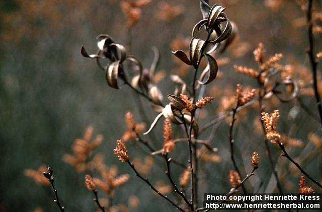 Photo: Myrica gale 2.