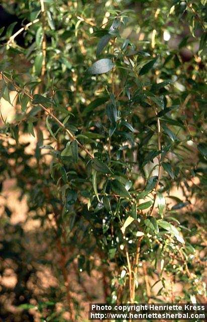 Photo: Myrtus communis 1.