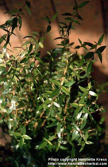 Photo: Myrtus communis 2.