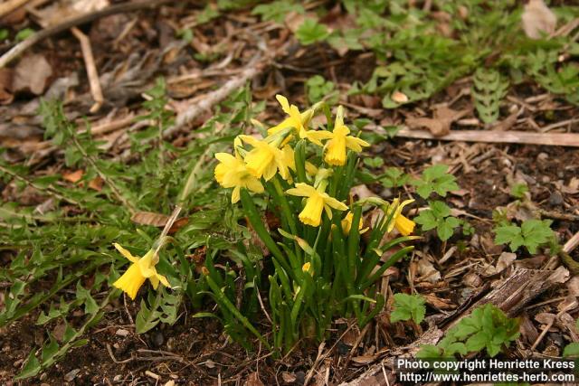 Photo: Narcissus.