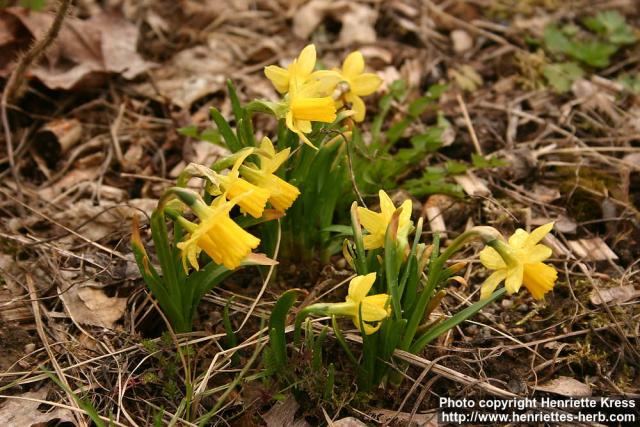 Photo: Narcissus 1.