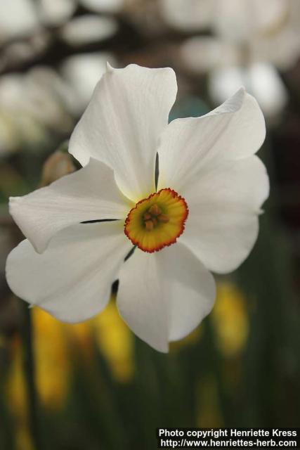 Photo: Narcissus 01.