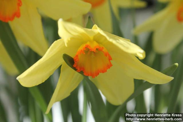 Photo: Narcissus 04.