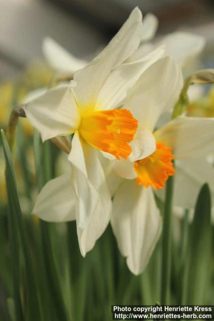 Photo: Narcissus 11.