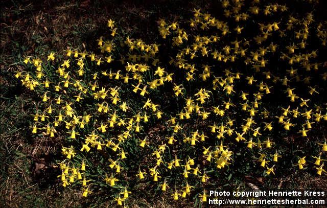 Photo: Narcissus cyclamineus 1.