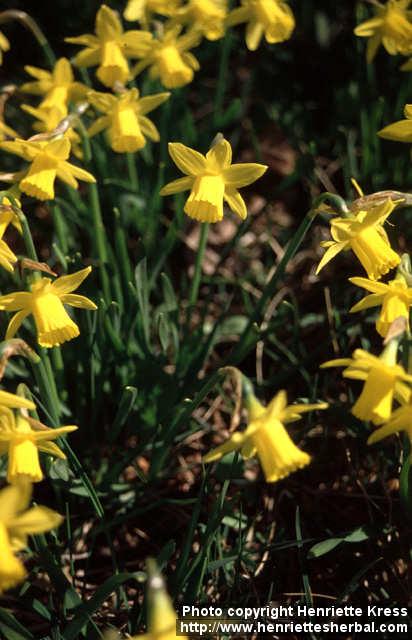 Photo: Narcissus cyclamineus 2.