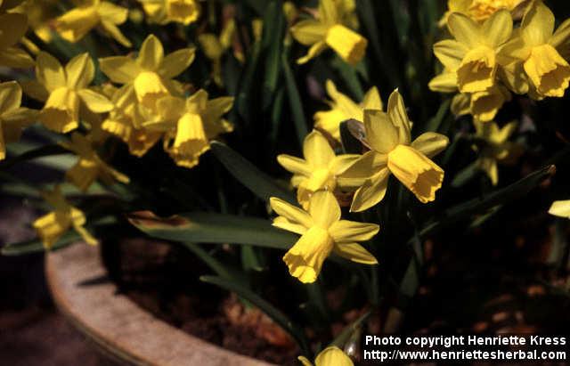 Photo: Narcissus cyclamineus.