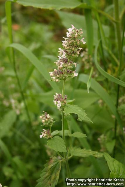 Photo: Nepeta cataria 6.