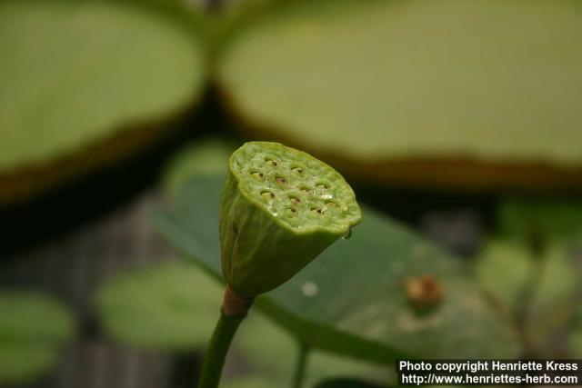 Photo: Nelumbo nucifera 6.