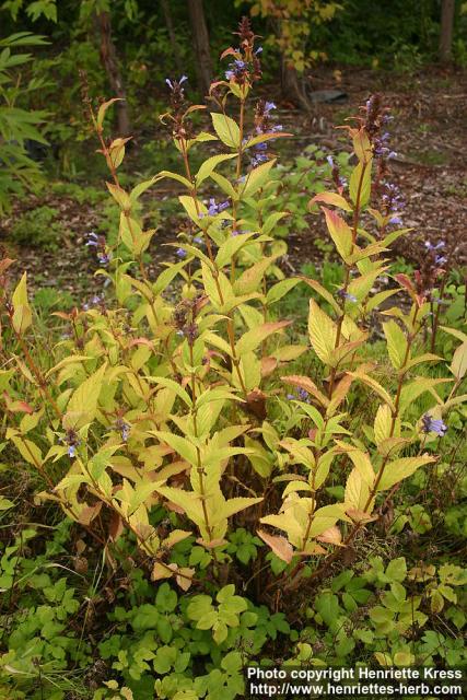 Photo: Nepeta subsessilis 4.