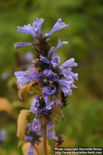 Photo: Nepeta subsessilis 6.