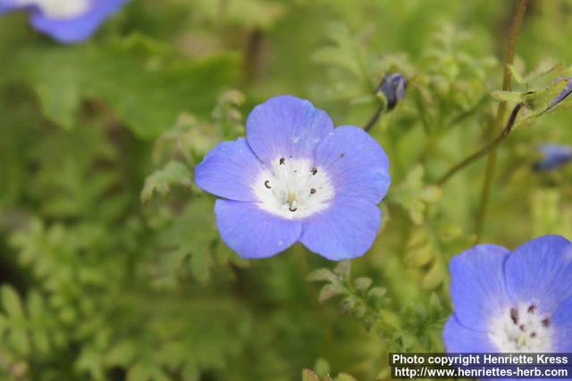 Photo: Nemophila menziesii 5.