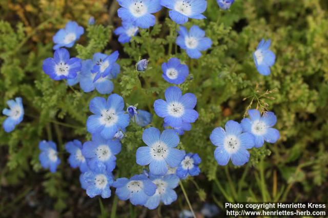 Photo: Nemophila menziesii 6.