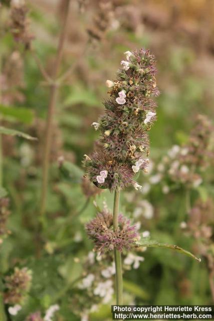 Photo: Nepeta cataria 11.