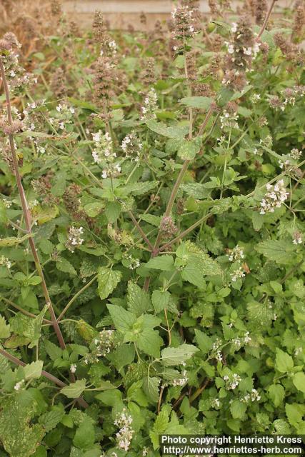 Photo: Nepeta cataria 12.