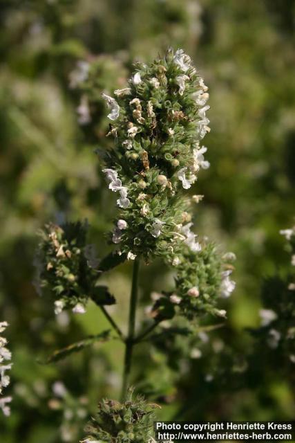 Photo: Nepeta cataria 08.