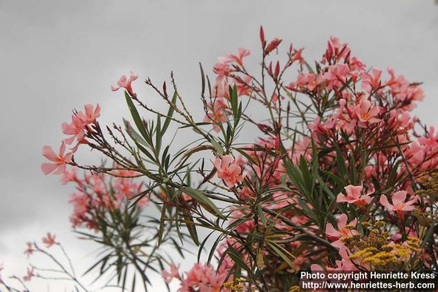 Photo: Nerium oleander 1.