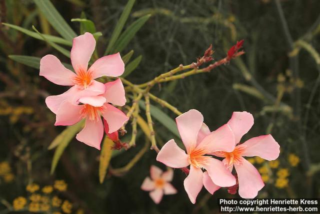 Photo: Nerium oleander 2.