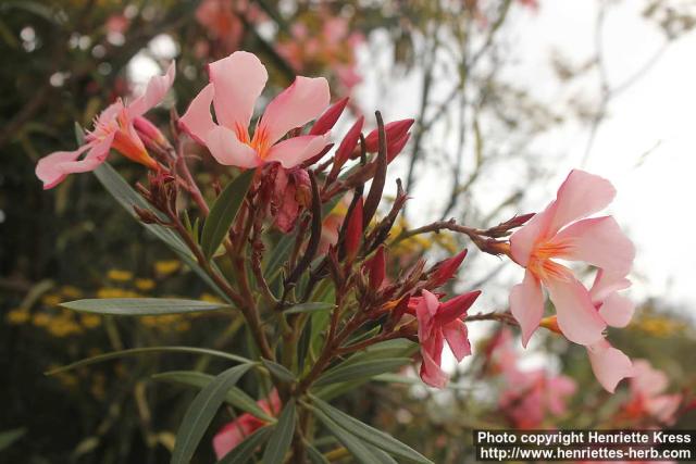 Photo: Nerium oleander 4.