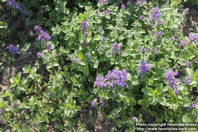 Photo: Nepeta x faassenii 5.