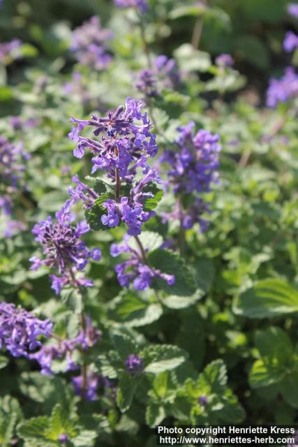 Photo: Nepeta x faassenii 7.