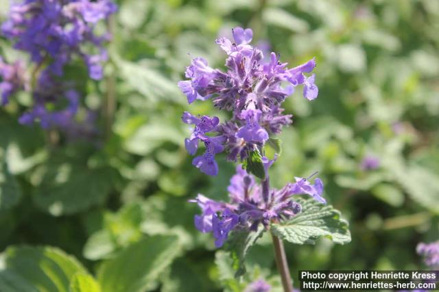 Photo: Nepeta x faassenii 9.