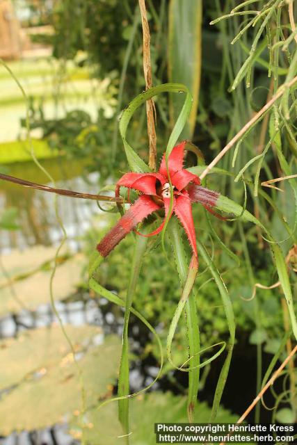 Photo: Neoregelia pendula 0.