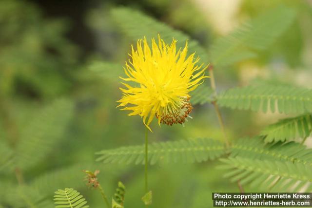 Photo: Neptunia oleracea 3.