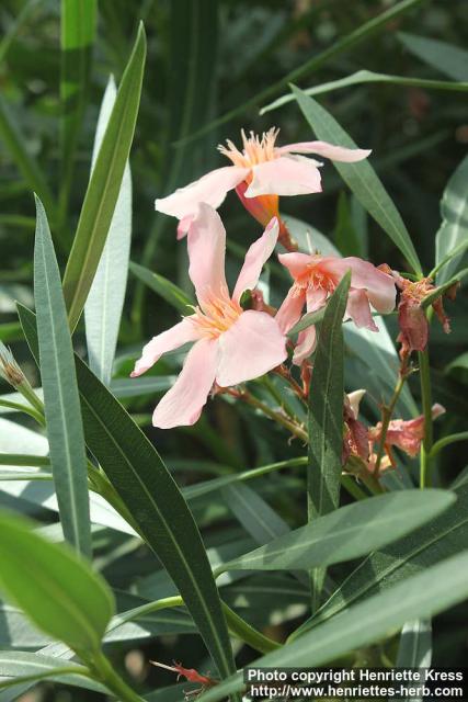 Photo: Nerium oleander 5.