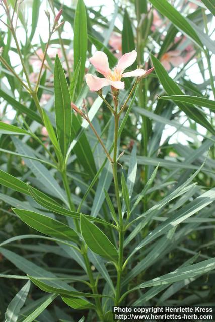 Photo: Nerium oleander 6.