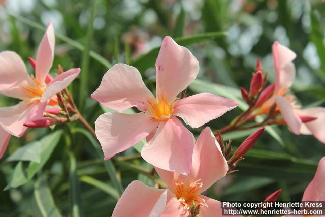 Photo: Nerium oleander 9.