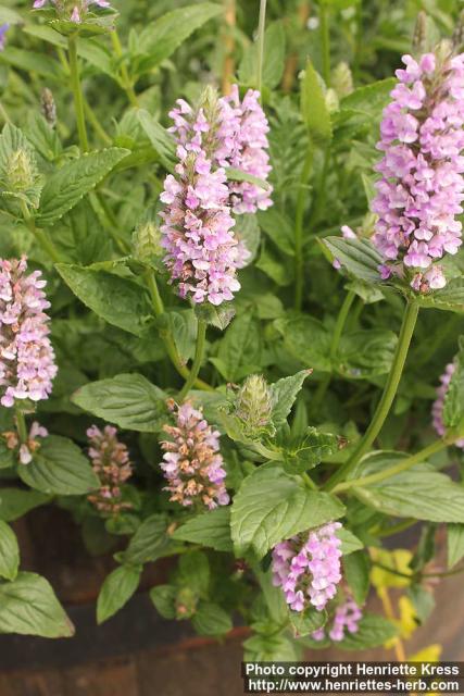 Photo: Nepeta nervosa 0.