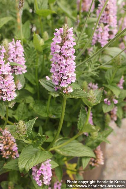 Photo: Nepeta nervosa 1.