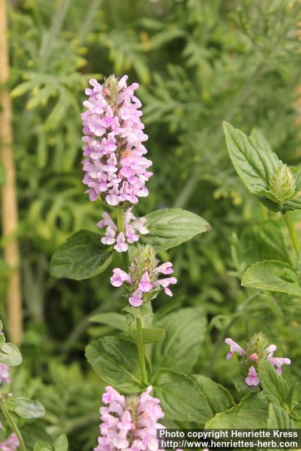 Photo: Nepeta nervosa 3.