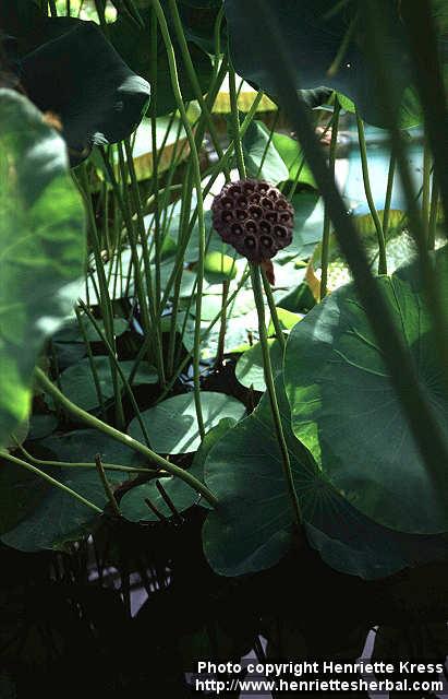 Photo: Nelumbo nucifera 4.