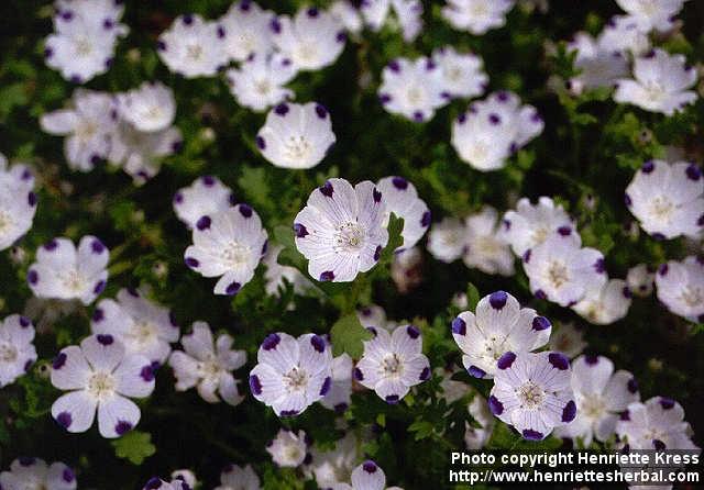 Photo: Nemophila maculata 1.