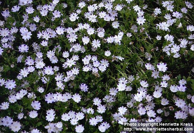 Photo: Nemophila maculata.