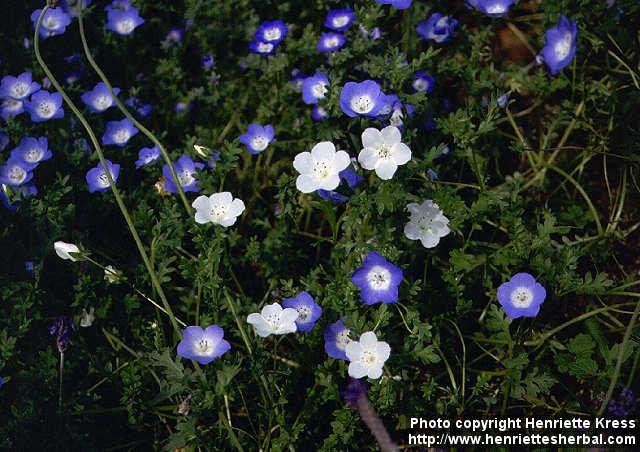 Photo: Nemophila menziesii 2.