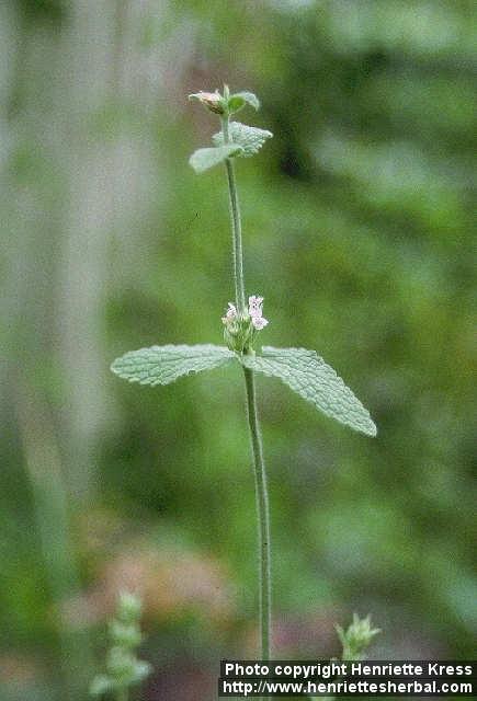 Photo: Nepeta camphorata 1.