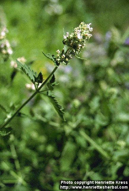 Photo: Nepeta cataria 2.