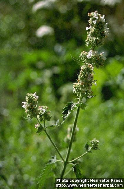 Photo: Nepeta cataria 3.