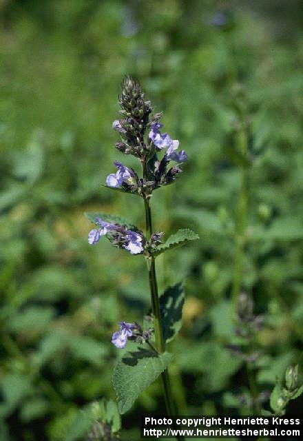 Photo: Nepeta grandiflora 1.