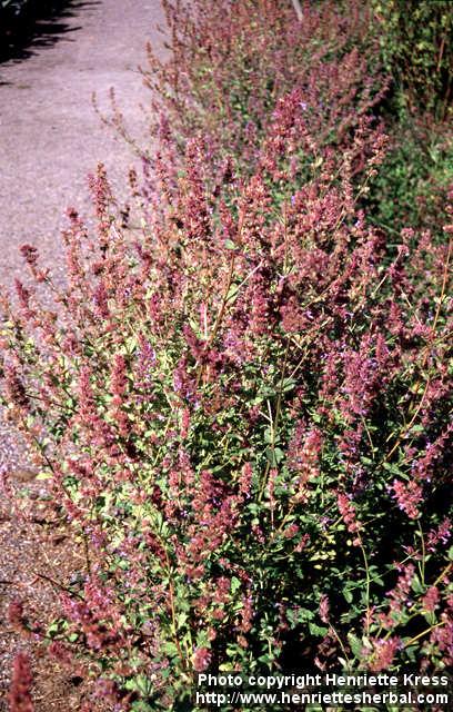 Photo: Nepeta grandiflora 2.