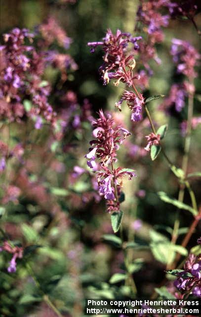 Photo: Nepeta grandiflora 3.