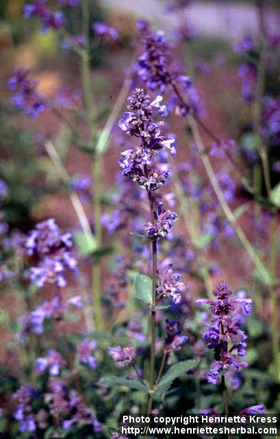 Photo: Nepeta grandiflora 5.