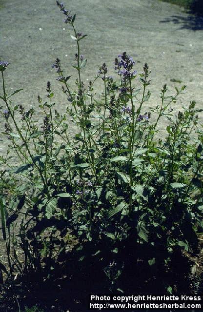 Photo: Nepeta grandiflora.