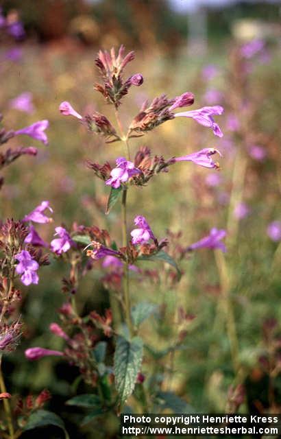 Photo: Nepeta sibirica.